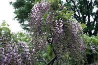 wisteria flowers in bloom