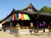 sumo in tokyo