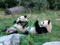 panda reservation